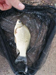 Crucian Carp