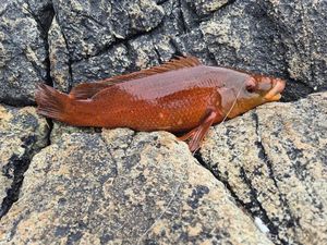 Ballan Wrasse