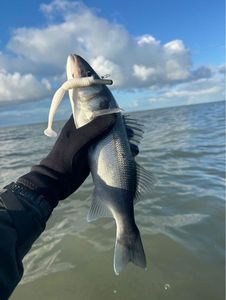 European Bass (Seabass)