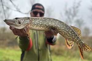 Northern Pike
