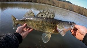 Zander