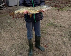 Northern Pike