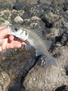 European Bass (Seabass)