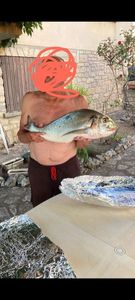 Gilthead Seabream