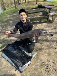 Sturgeon