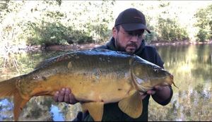 Mirror Carp
