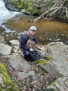 Brown Trout