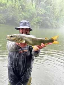 Brown Trout