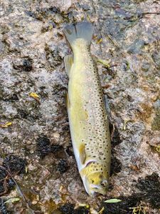 Brown Trout
