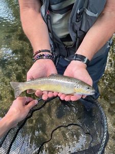 Brown Trout