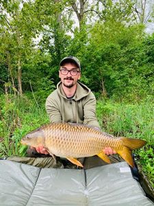 Common Carp