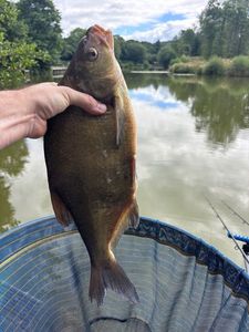 Common Bream