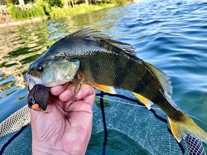 European Perch