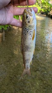 Brown Trout