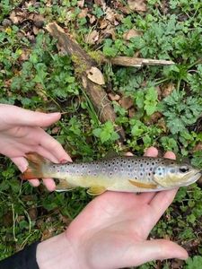 Brown Trout