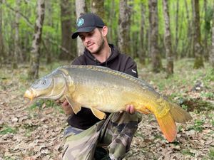 Mirror Carp