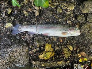 Rainbow Trout