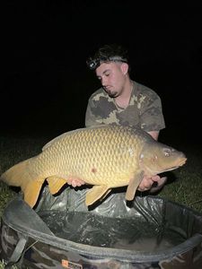 Common Carp