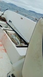 Pacific Cod