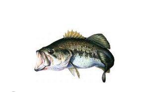 Largemouth Bass