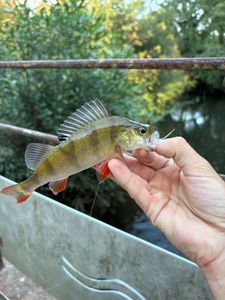 European Perch