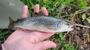 Brown Trout