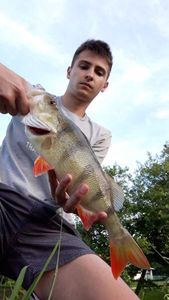 European Perch