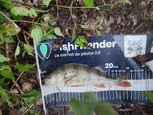 European Perch