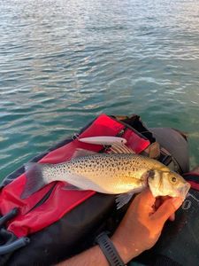 Spotted Seabass