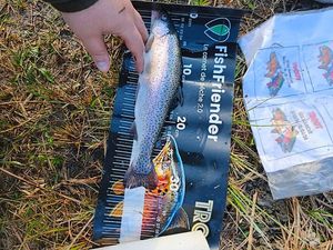 Rainbow Trout