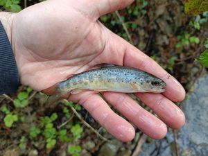 Brown Trout