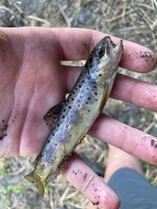 Brown Trout