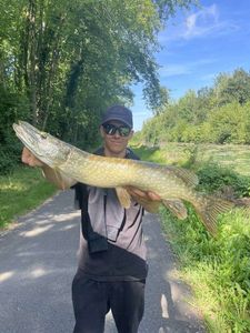 Northern Pike