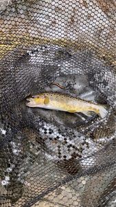 Atlantic Salmon (Juvenile)