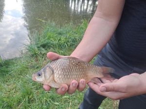Crucian Carp