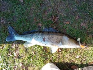 Zander