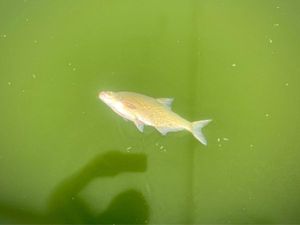 Common Bream