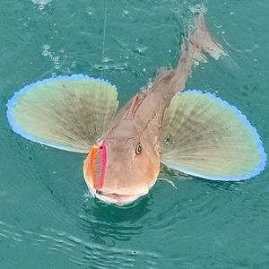 Grey Gurnard
