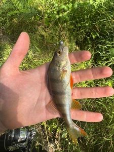 European Perch