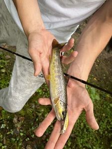 Brown Trout