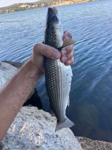 Thicklip Grey Mullet