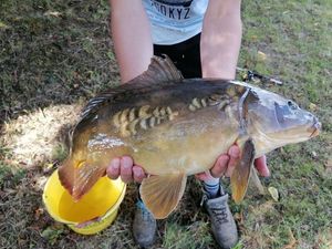 Mirror Carp