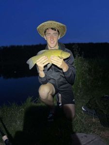 Tench