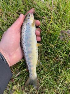 Brown Trout