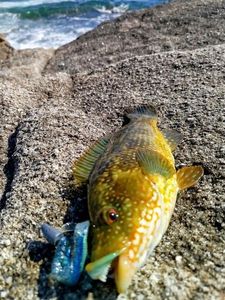 Ballan Wrasse