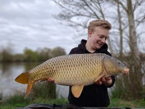 Common Carp