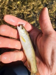 Brown Trout