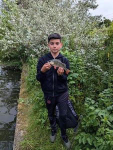European Perch