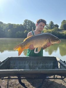Mirror Carp