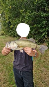 Largemouth Bass